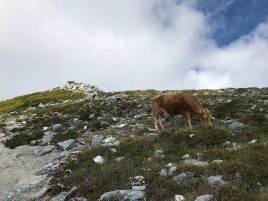 Pirenelerde koyunlar Avrupa 'da dağ doğasında