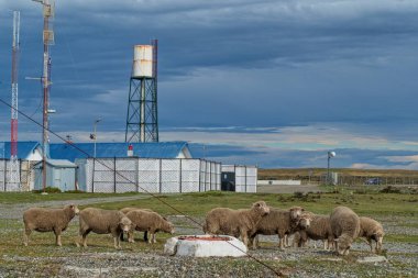 Pirenelerde koyunlar Avrupa 'da dağ doğasında