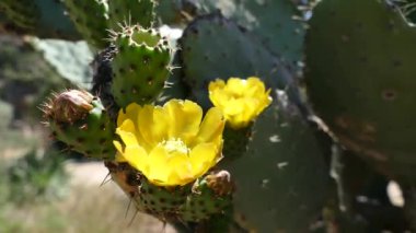 kaktüsün üzerinde çiçek açan opuncia çiçeği.
