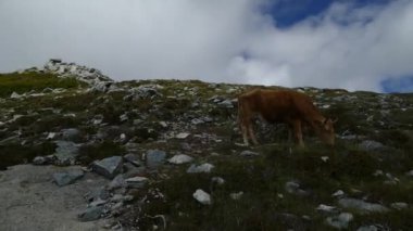 İnek yeşil bir dağ çayırında