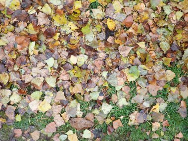 Sonbahar düştü yere renk dolu kuru yapraklar