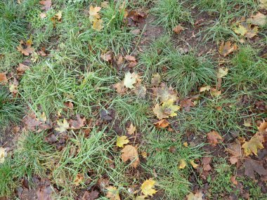 Sonbahar düştü yere renk dolu kuru yapraklar