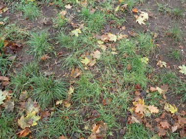 Sonbahar düştü yere renk dolu kuru yapraklar