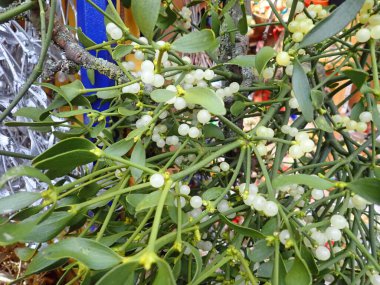 Noel 'de markette satılan ökseotu dalları.