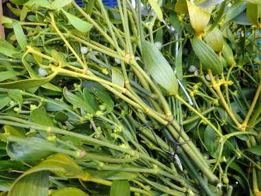 Noel 'de markette satılan ökseotu dalları.