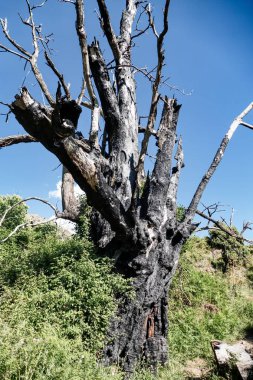 Doğadaki yeşil çayırda yanmış siyah ağaç.