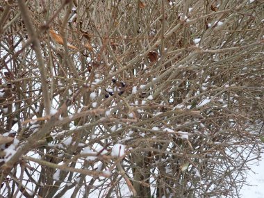 Kışın karlı ağaç dalının ayrıntıları