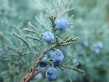 Yeşil kozalaklı ağaç dalının yakın bir detayı