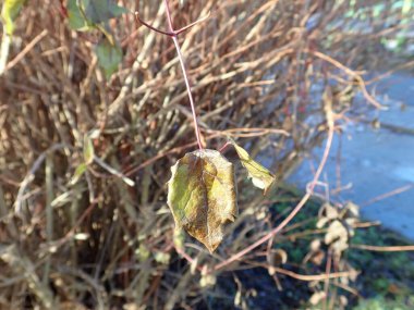 Bir çalılığın kuru kahverengi dallarının ayrıntıları