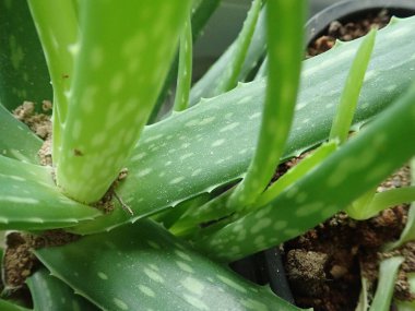 Yeşil bir ev bitkisi olarak aloe vera detayı