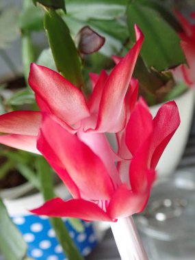 Kırmızı çiçekli bir ev bitkisi olarak schumbergera truncata ayrıntıları