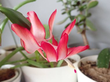 Kırmızı çiçekli bir ev bitkisi olarak schumbergera truncata ayrıntıları