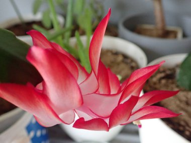 Kırmızı çiçekli bir ev bitkisi olarak schumbergera truncata ayrıntıları