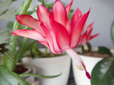 Kırmızı çiçekli bir ev bitkisi olarak schumbergera truncata ayrıntıları