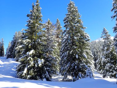 Meşhur sıçrayan varış yeri karla kaplı kış vadisidir.