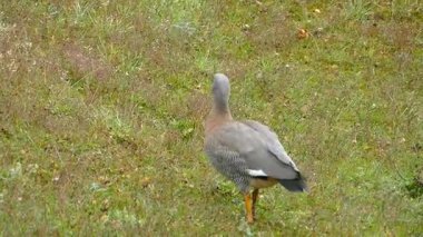 Patagonya doğasında vahşi bir kuş.