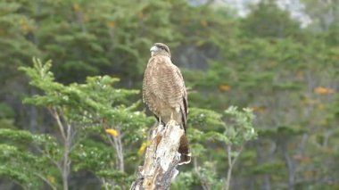 Patagonya doğasında vahşi bir kuş.