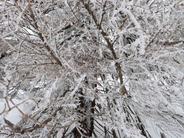 Kışın donmuş bir ağaç dalının ayrıntıları