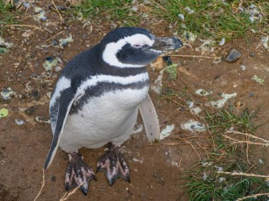 Magdalena Patagonya 'daki Macellan Pinguin Kolonisi Şili Punta Arenas