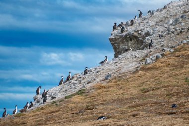 Magdalena Patagonya 'daki Macellan Pinguin Kolonisi Şili Punta Arenas