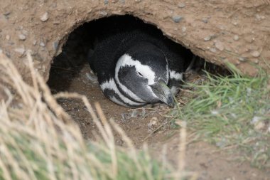 Magdalena Patagonya 'daki Macellan Pinguin Kolonisi Şili Punta Arenas