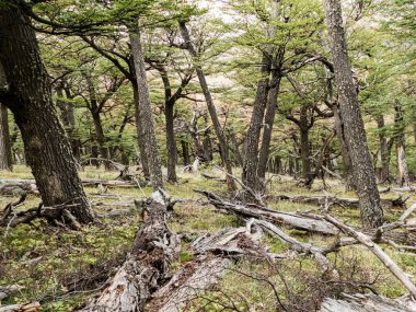 Güney Amerika 'da ünlü koruma altındaki muhteşem patagonya doğası
