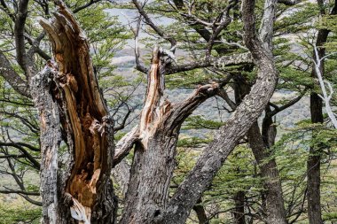 Güney Amerika 'da ünlü koruma altındaki muhteşem patagonya doğası