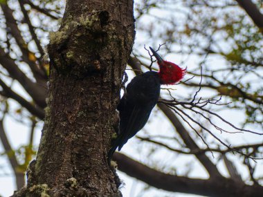 Ağaçkakan, ağaçta delik açıyor.