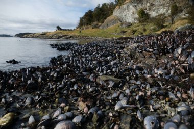 Yazın Güney Amerika 'da harika bir patagonya doğası vardır.