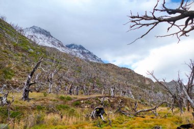 Yazın Güney Amerika 'da harika bir patagonya doğası vardır.
