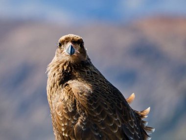 Yazın patagonya doğasında kahverengi yaban kuşu