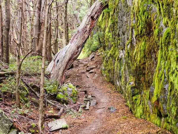 Yazın Güney Amerika 'da harika bir patagonya doğası vardır.