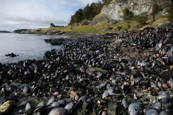 Yazın Güney Amerika 'da harika bir patagonya doğası vardır.