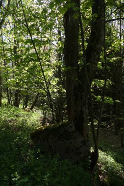 Czechia Avrupa 'daki Krusne azgın dağlarında inanılmaz güzel doğa.