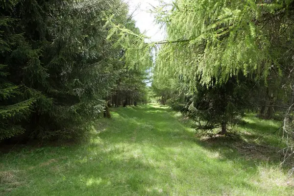 Czechia Avrupa 'daki Krusne azgın dağlarında inanılmaz güzel doğa.