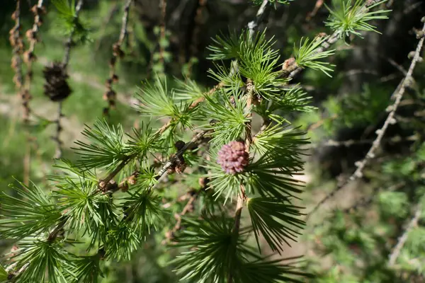 Czechia Avrupa 'daki Krusne azgın dağlarında inanılmaz güzel doğa.