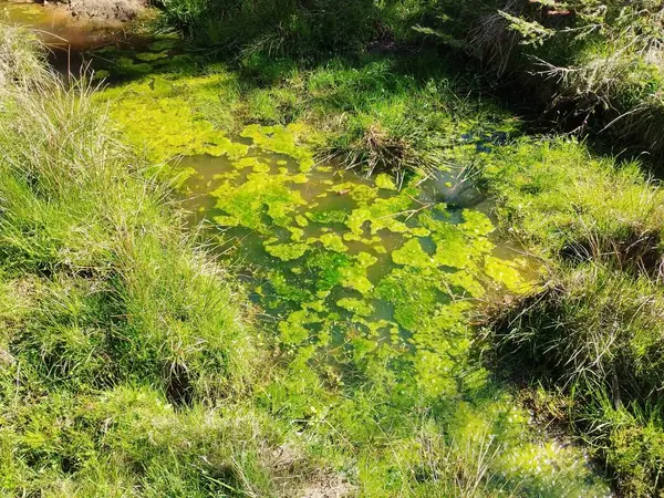 Czechia Avrupa 'daki Krusne azgın dağlarında inanılmaz güzel doğa.