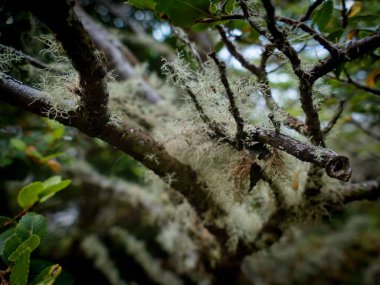 Güney Amerika 'daki inanılmaz orman ekosistemi