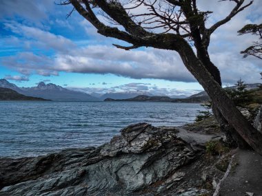 Güney Amerika 'daki inanılmaz orman ekosistemi