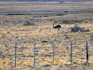 Preria yolundaki vahşi Patagonya Lama 'sı