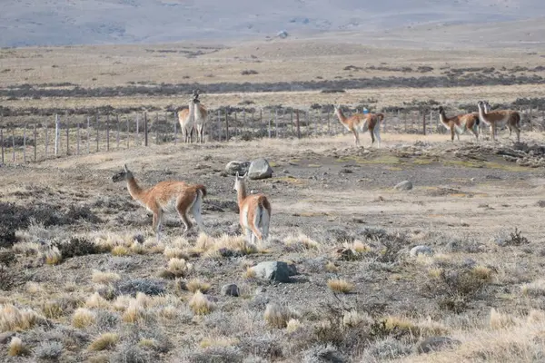 Preria yolundaki vahşi Patagonya Lama 'sı