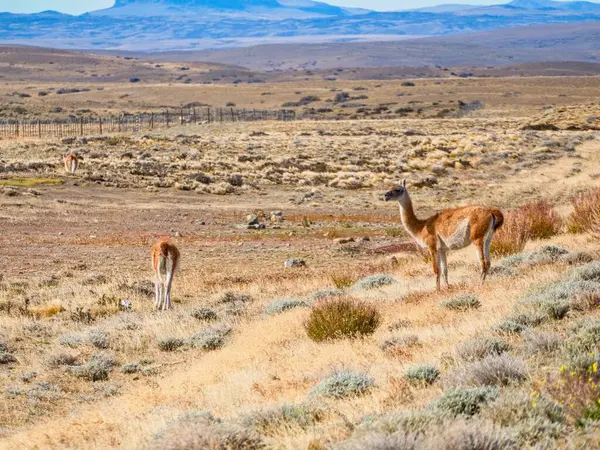 Preria yolundaki vahşi Patagonya Lama 'sı