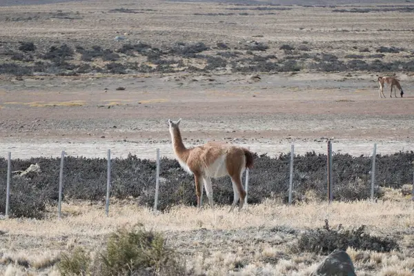 Preria yolundaki vahşi Patagonya Lama 'sı