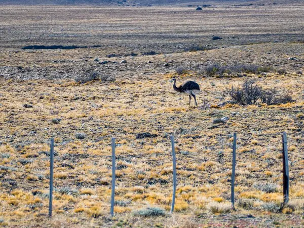 Preria yolundaki vahşi Patagonya Lama 'sı