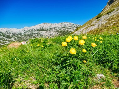 Gebirge Austria Alplerinde yaz yürüyüşü macerası