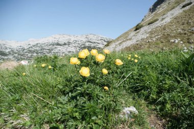 Gebirge Austria Alplerinde yaz yürüyüşü macerası