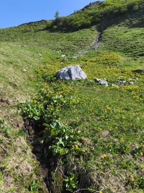 Gebirge Austria Alplerinde yaz yürüyüşü macerası