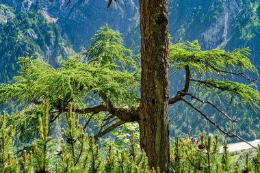 Gebirge Austria Alplerinde yaz yürüyüşü macerası