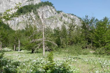 Gebirge Austria Alplerinde yaz yürüyüşü macerası