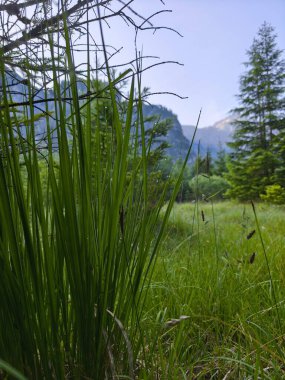 Gebirge Austria Alplerinde yaz yürüyüşü macerası